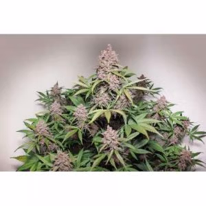 Alternative view of Auto Blackberry Kush | Dutch Passion