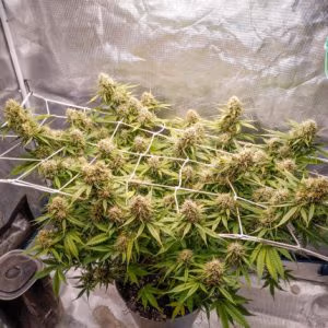 Alternative view of Auto Blueberry | Dutch Passion