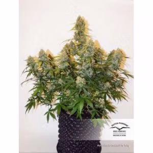 Alternative view of Auto Colorado Cookies | Dutch Passion