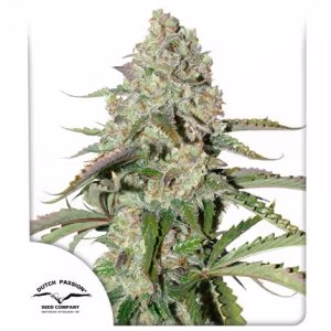 Auto Colorado Cookies Dutch Passion