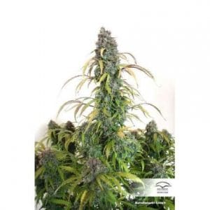 Alternative view of Auto Daiquiri Lime | Dutch Passion