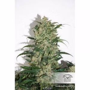 Alternative view of Auto Night Queen | Dutch Passion
