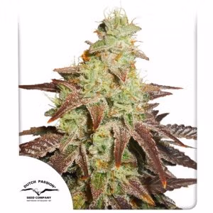 Auto Night Queen Dutch Passion
