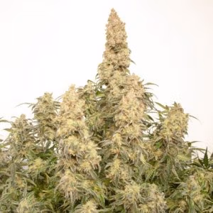 Alternative view of Auto Orange Bud | Dutch Passion