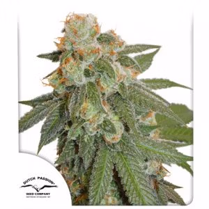 Auto Orange Bud Dutch Passion