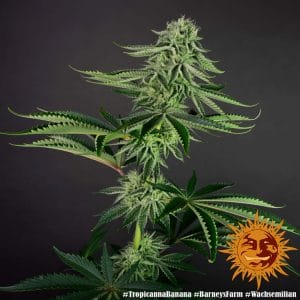 Barney's Farm Tropicanna Banana