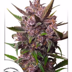Dutch Passion Auto Blackberry Kush