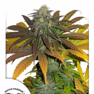 Dutch Passion Californian Orange