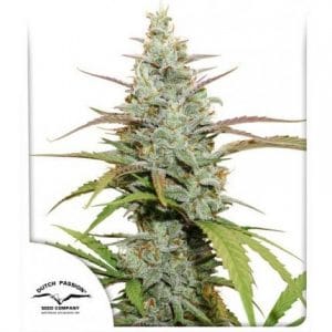 Dutch Passion Mokum’s Tulip