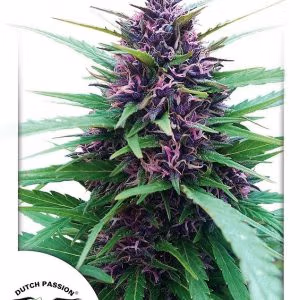 Dutch Passion Shaman