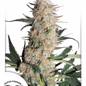 Dutch passion Critical Orange Punch