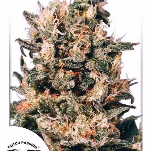 Dutch passion Euforia