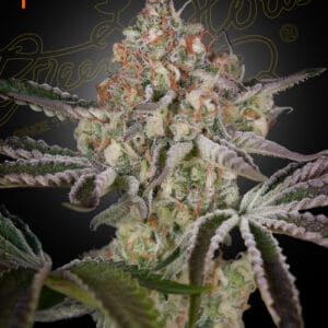 Great White Shark Green House Seeds