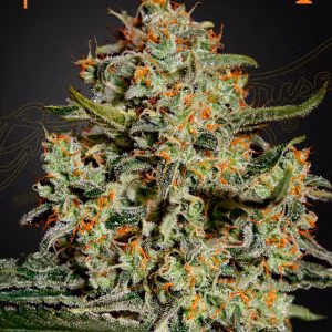 Green House Seeds Big Bang