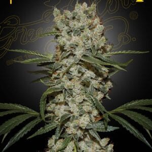 Super Silver Haze Green House Seeds 