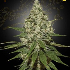 Super Lemon Haze Green House Seeds