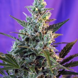 Sweet Skunk F1 Fast Version Sweet Seeds