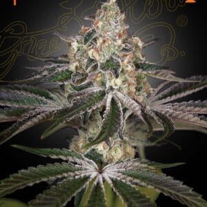 White Widow Green House Seeds 