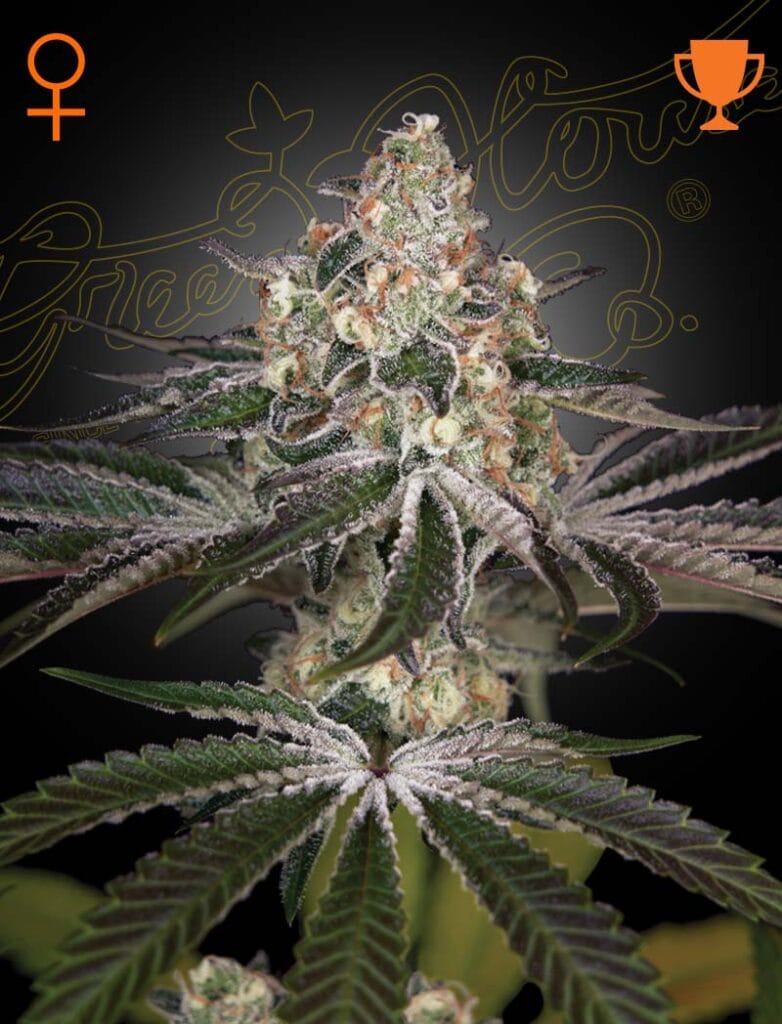 White Widow Green House Seeds 