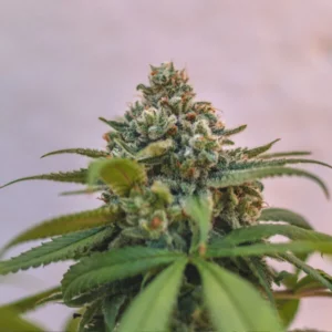 Green Crack Punch Royal Queen Seeds 1