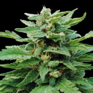 Karibbean Mango Kannabia