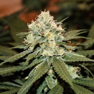 Lemon Shining Silver Haze Royal Queen Seeds