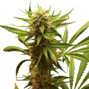Northern Light Royal Queen Seeds 