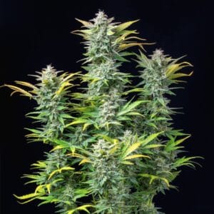 Quick One Automatic Royal Queen Seeds 