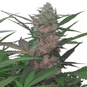 Royal AK Automatic Royal Queen Seeds 