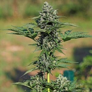 Royal Gorilla Automatic Royal Queen Seeds 