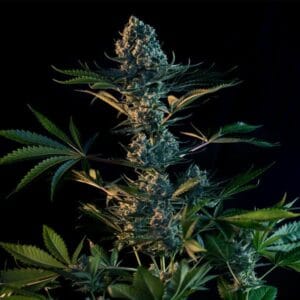 Royal Gorilla Royal Queen Seeds