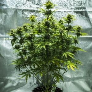Royal Haze Automatic Royal Queen Seeds 