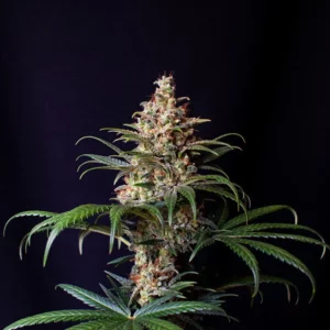 Shogun Royal Queen Seeds 