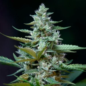 Stress Killer Automatic CBD Royal Queen Seeds 