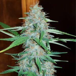 White Widow Royal Queen Seeds 