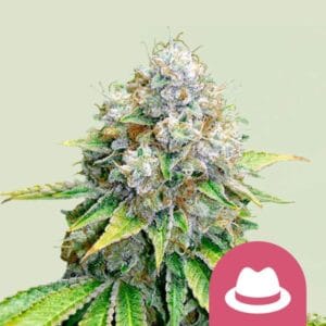 OG Kush Royal Queen Seeds