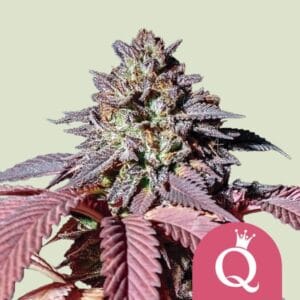 Purple Queen | Royal Queen Seeds