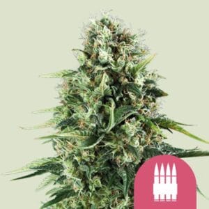 Royal AK | Royal Queen Seeds