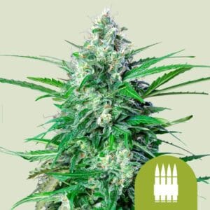 Royal AK Automatic | Royal Queen Seeds