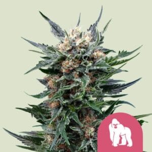 Royal Gorilla | Royal Queen Seeds