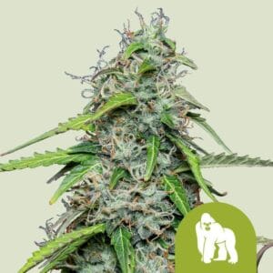 Royal Gorilla Automatic | Royal Queen Seeds