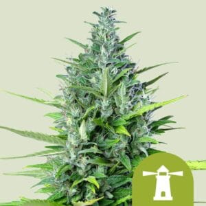 Royal Haze Automatic | Royal Queen Seeds