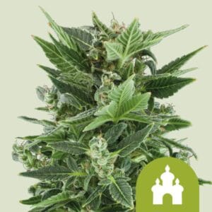 Royal Kush Automatic | Royal Queen Seeds