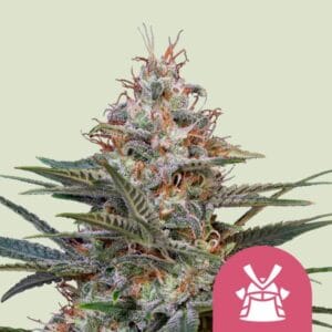 Shogun | Royal Queen Seeds
