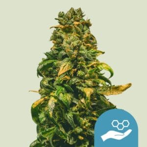 Solomatic CBD | Royal Queen Seeds