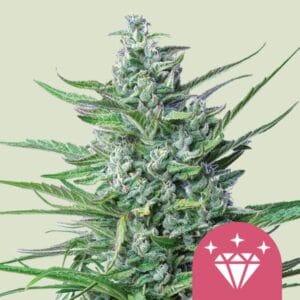 Special Kush 1 Royal Queen Seeds