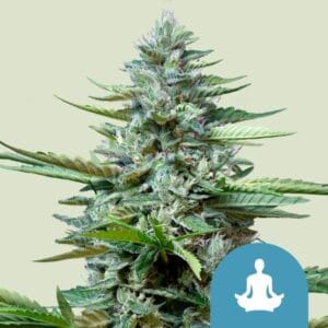 Stress Killer Automatic CBD | Royal Queen Seeds