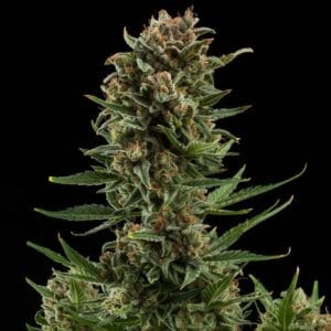 Alternative view of White Widow Automatic | Royal Queen Seeds