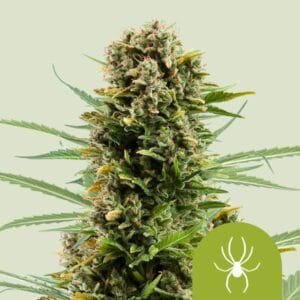 White Widow Automatic | Royal Queen Seeds