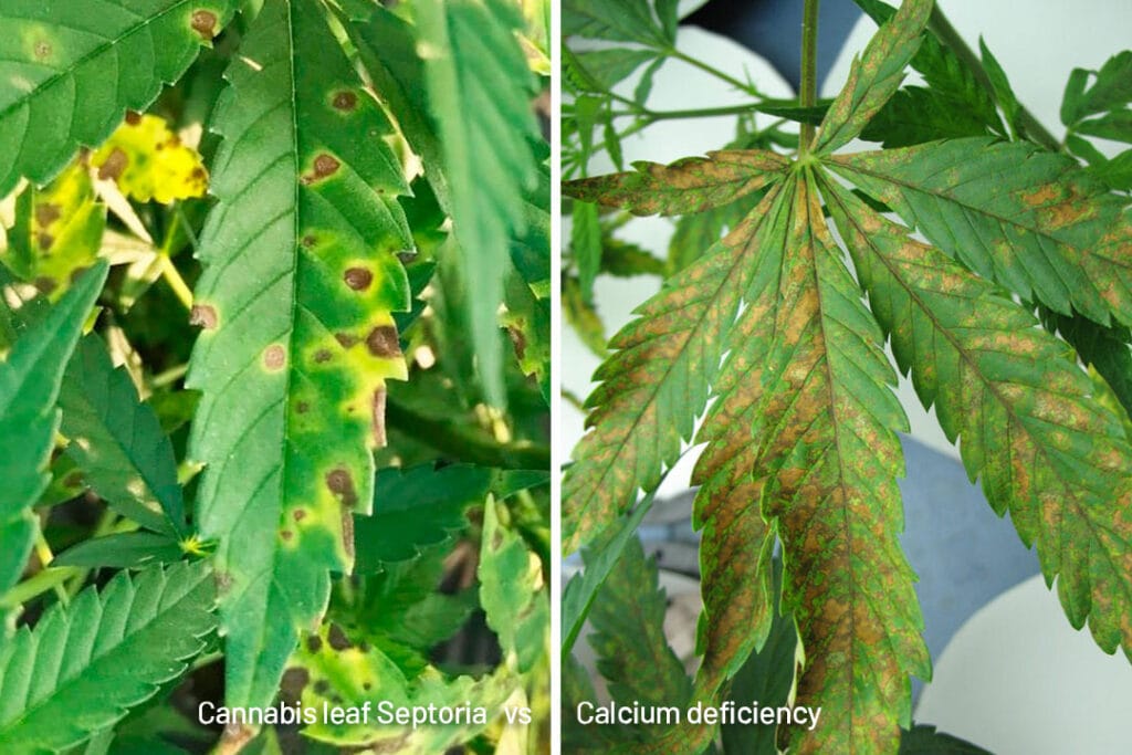 Leaf Sephoria